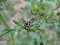 Zygogramma bicolorata