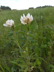Trifolium lupinaster