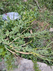 Cleome viscosa
