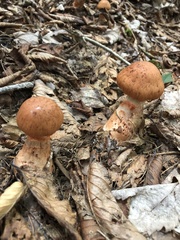 Cortinarius armillatus
