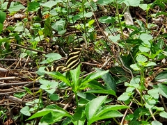 Heliconius charithonia