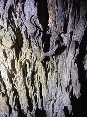 Christinus marmoratus
