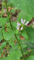 Stachys tenuifolia