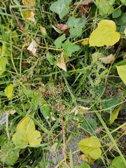 Eragrostis amabilis