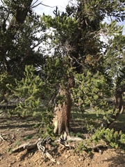 Pinus aristata