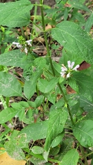Stachys tenuifolia