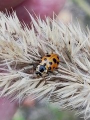Hippodamia tredecimpunctata