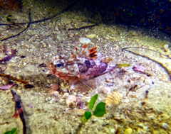 Maxillicosta scabriceps