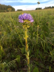 Campanula cervicaria
