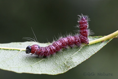 Phalera flavescens