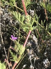 Erodium cicutarium