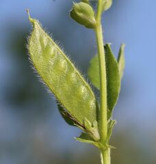 Vicia johannis