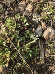 Sibbaldia procumbens