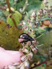 Chrysolina aurichalcea