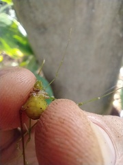 Metarthrodes longipes
