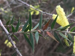 Acacia oxycedrus