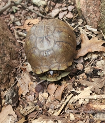 Terrapene carolina triunguis