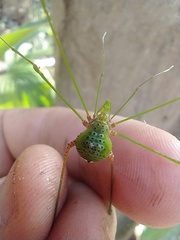 Metarthrodes longipes