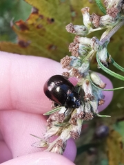 Chrysolina aurichalcea