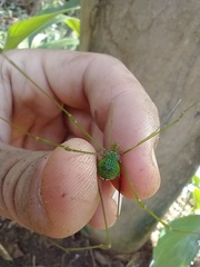 Metarthrodes longipes