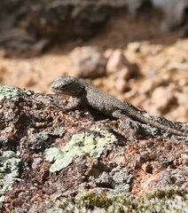 Sceloporus consobrinus