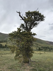 Pinus aristata