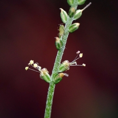 Plantago debilis