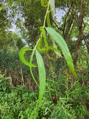 Salix nigra