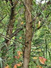 Salix nigra