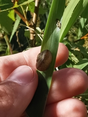 Fruticicola fruticum