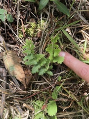 Dryopteris cristata