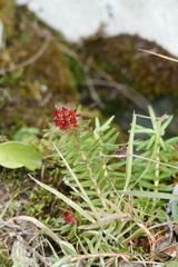 Rhodiola