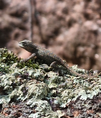 Sceloporus consobrinus