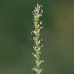 Plantago debilis