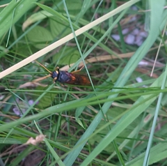 Urocerus gigas
