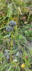 Allium splendens