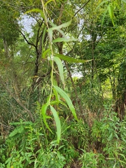 Salix nigra