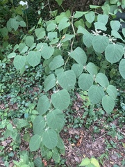 Reynoutria sachalinensis