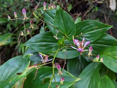 Tricyrtis lasiocarpa