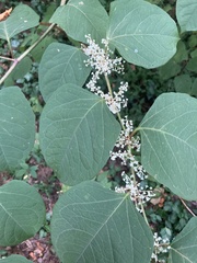 Reynoutria sachalinensis