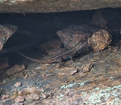 Sceloporus consobrinus