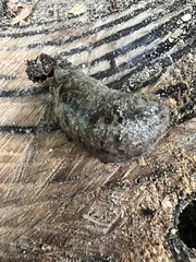 Megapallifera mutabilis