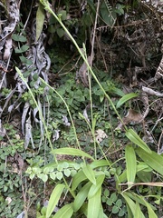 Peristylus tentaculatus