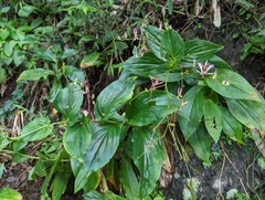Tricyrtis lasiocarpa