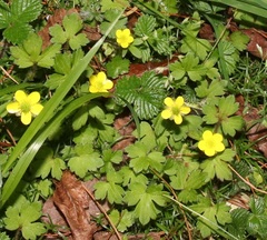 Ranunculus taisanensis