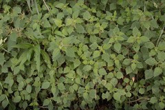 Urtica thunbergiana