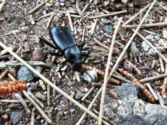 Tenebrioninae