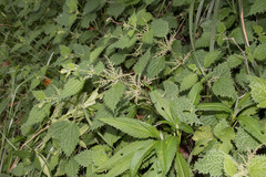 Urtica thunbergiana