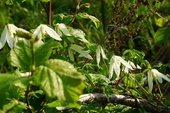 Clematis alpina sibirica