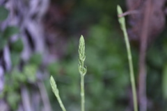 Peristylus tentaculatus